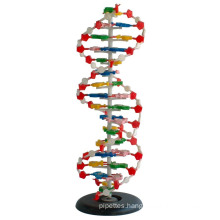 Medical and Teaching Model DNA Model 1 Part